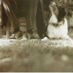 Bill Frisell – Good Dog, Happy Man (CD)