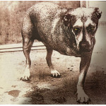 Alice In Chains - Alice In Chains (2 LP) Coloured Transparent Green 